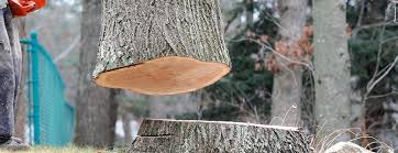  Grandwood Park, IL Tree Removal Pros