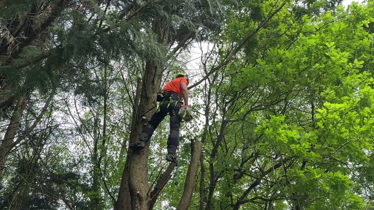How Our Tree Care Process Works  in  Grandwood Park, IL