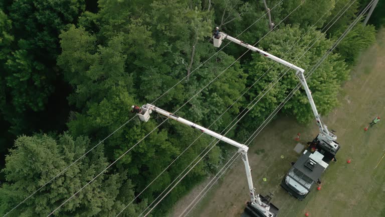 Best Tree Maintenance Programs  in Grandwood Park, IL