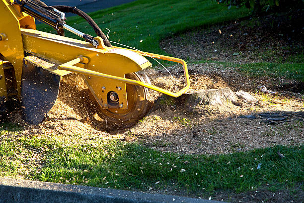 Best Tree Risk Assessment  in Grandwood Park, IL